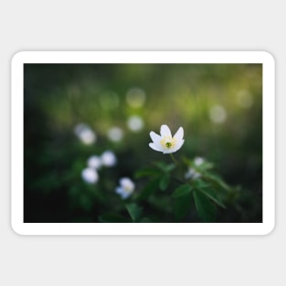 Anemone nemorosa flower in the forest Sticker